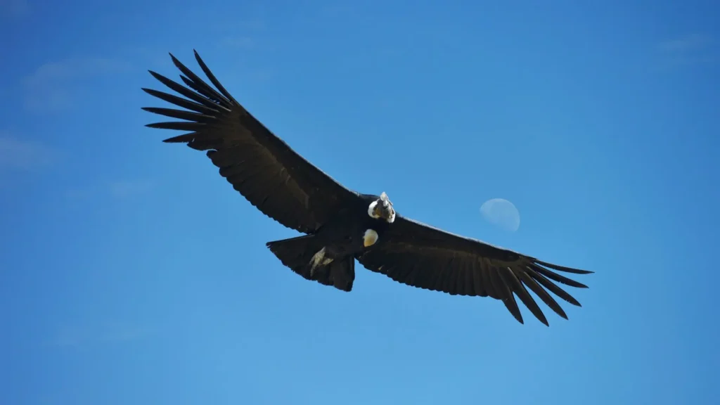 Vuelo del Condor en el Cañón del Colca en Arequipa