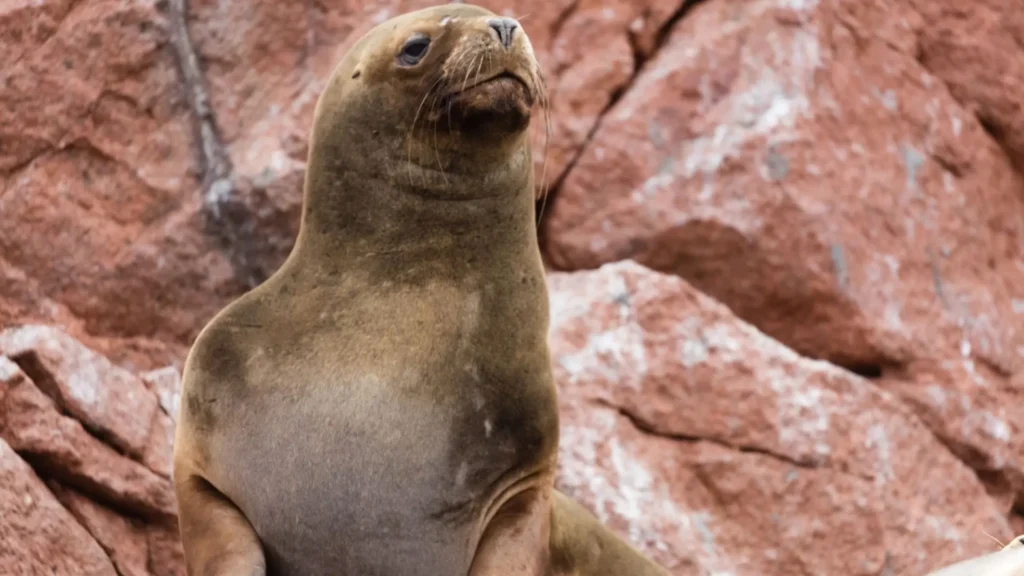 Lobos Marinos en las Islas Ballestas