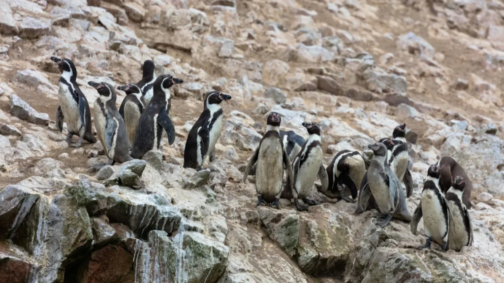 Pingüinos de Humboldt en las Islas Ballestas