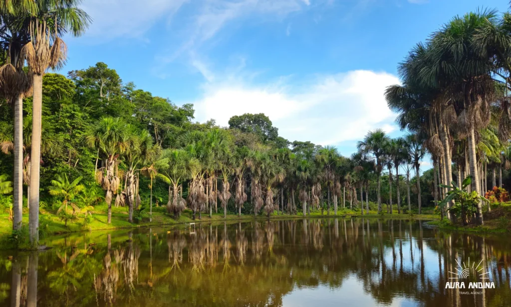 Landscape of the Peruvian Amazon rainforest
