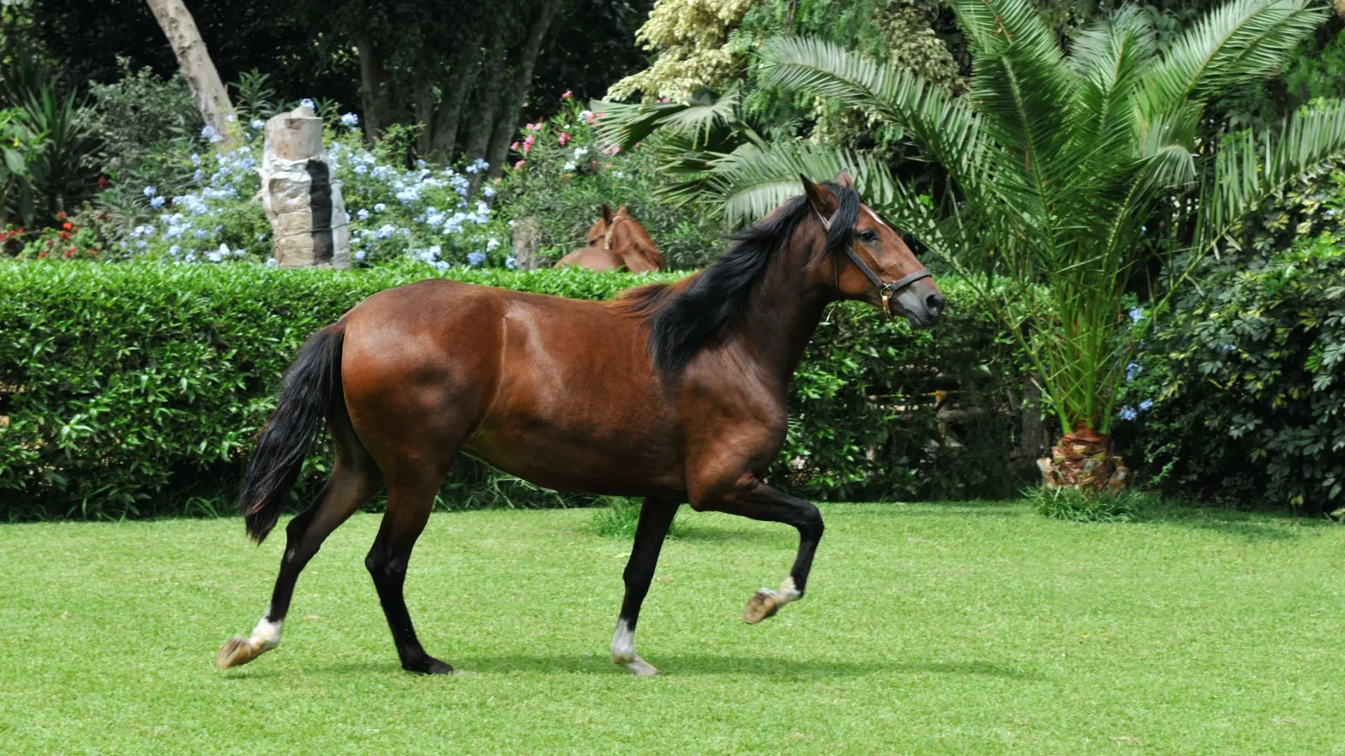 Primer plano de un caballo peruano de paso.