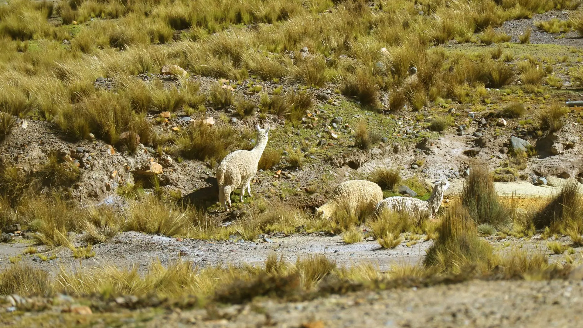 Camélidos en su hábitat natural dentro de la reserva nacional de Salinas y aguada Blanca.