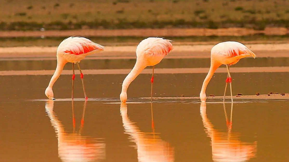 Bandada de flamencos rosados andinos alimentándose en las aguas cristalinas del salar.