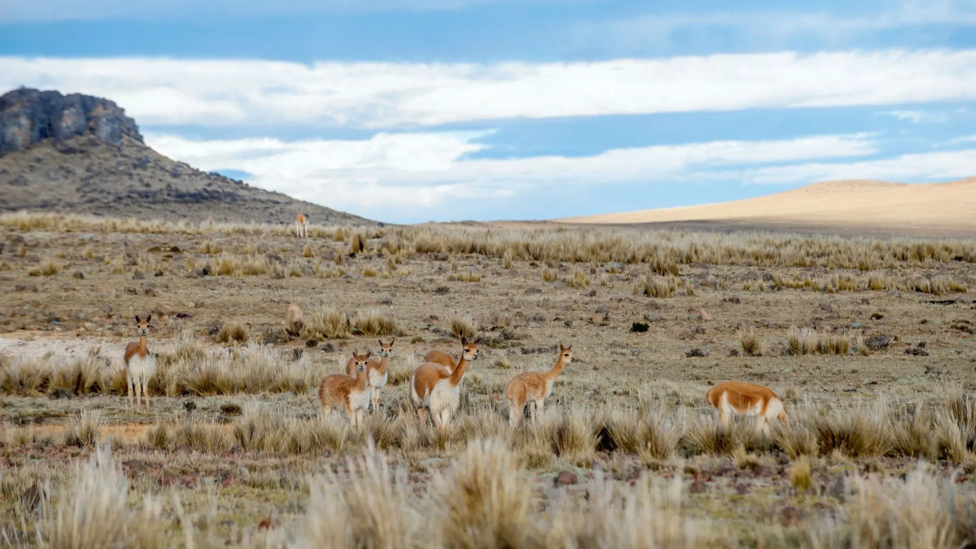 Grupo de vicuñas silvestres pastando en la pampa andina.